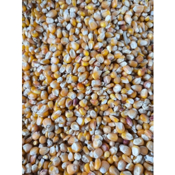 KUKURYDZA ZIARNO 20kg